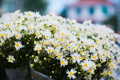 Ngắm cúc họa mi tinh khôi ngày chớm đông