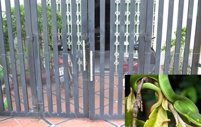 Chuyên gia lí giải hiện tượng bùng phát rắn lục đuôi đỏ