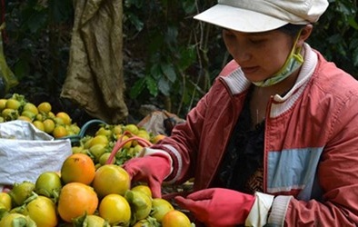 Tắc ruột vì ăn quá nhiều quả hồng, măng