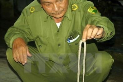 Số bệnh nhân bị rắn lục đuôi đỏ cắn gia tăng vào mùa mưa ở Nam Bộ