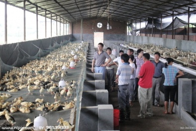 Dùng thuốc kháng sinh, người nuôi không dám ăn vịt nhà