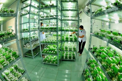 TP. Hồ Chí Minh: Lấy lương 'khủng' để 'nhử' nhân tài