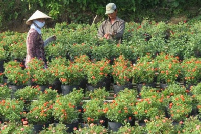 Nông dân thấp thỏm sợ lỗ mùa hoa Tết 