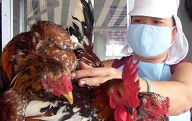 Vụ con gà 'cõng' 14 loại phí: Chấm dứt ngay việc phi lý