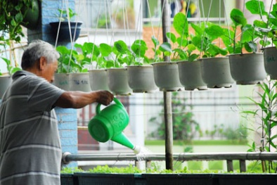 Kỹ thuật trồng rau sạch trong chậu xốp tại nhà đơn giản