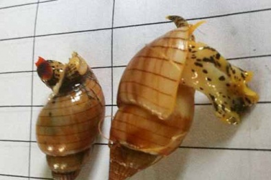 Tránh xa ốc lạ, sặc sỡ!