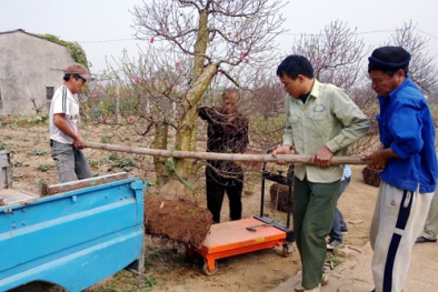 Cách làm giàu từ dịch vụ cho thuê đào cảnh ngày Tết