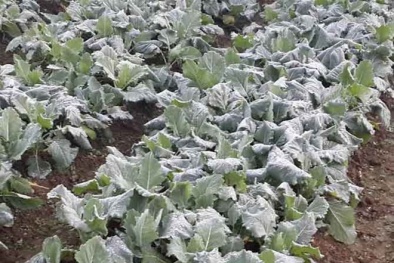 Dự báo thời tiết ngày mai 14/1/2015: Vùng núi Sa Pa xuất hiện sương muối
