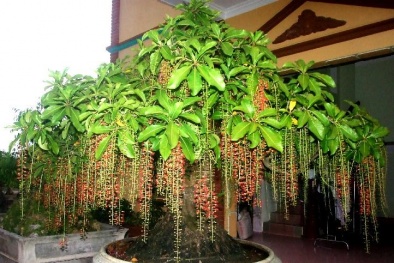 Kỹ thuật trồng lộc vừng ra nhiều hoa