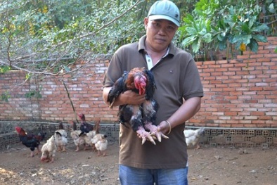 Làm giàu từ kinh doanh giống gà ngon phục vụ Tết 