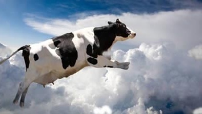 Bí ẩn những cơn mưa động vật kì lạ