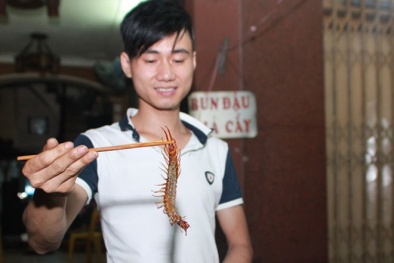 Làm giàu từ kinh doanh côn trùng