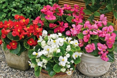 Kỹ thuật trồng và chăm sóc hoa Thu Hải Đường