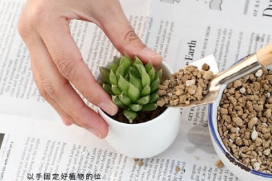 Kỹ thuật trồng và chăm sóc cây hoa