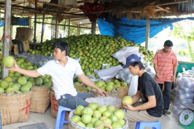 Làm giàu từ kinh doanh bưởi ngày Tết