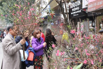 Bài trí cây cảnh hợp phong thủy đón Tết nguyên đán