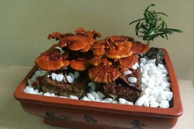 Nấm linh chi bonsai - Thú chơi mới của người yêu cây cảnh