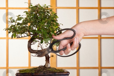 Kỹ thuật bấm ngọn tỉa cành cho cây, hoa cảnh