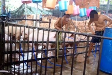 Bữa ăn toàn thịt bơm nước, người tiêu dùng thất kinh