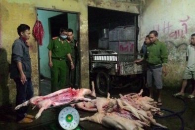 Lò mổ lậu mổ heo bệnh, heo chết