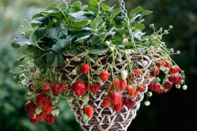 Kỹ thuật trồng và chăm sóc dâu tây tại nhà đơn giản