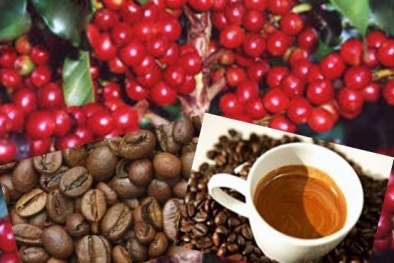 Phân biệt cà phê thật giả trên thị trường