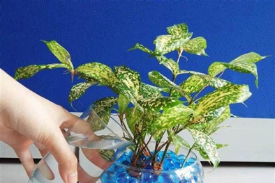 Kỹ thuật trồng cây cảnh thủy canh dễ dàng