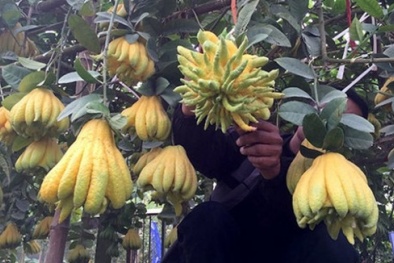 Làm giàu nhờ cây phật thủ