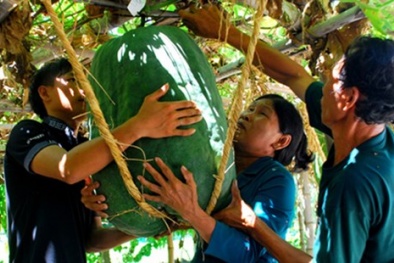 Đặc sản Tết 2015: Bí đao 1 tạ, chanh nặng 2kg