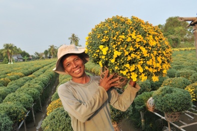 Cúc mâm xôi được giá, lãi trăm triệu mùa hoa Tết 2015