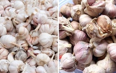 Cách phân biệt tỏi Việt Nam và tỏi Trung Quốc