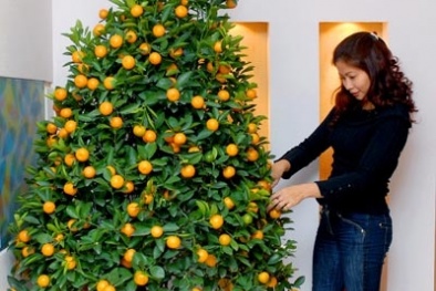 Kỹ thuật trồng cây và nghệ thuật chăm sóc quất cảnh trưng Tết