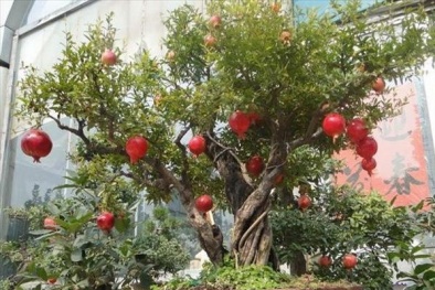 Kỹ thuật trồng thạch lựu kiểng chơi Tết