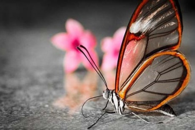 Những loài động vật trong suốt kỳ quái của tự nhiên