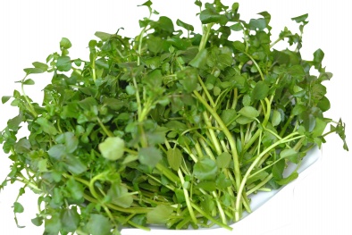 Rau cải xoong có tác dụng phòng chống bệnh ung thư