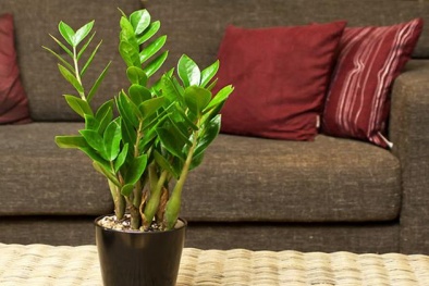 Kỹ thuật trồng cây kim tiền cho xuân phát tài 