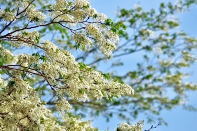 Trắng trời Hà Nội màu hoa sưa