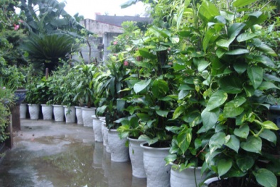 Cách trồng cây vạn niên thanh đón năm mới phúc lộc