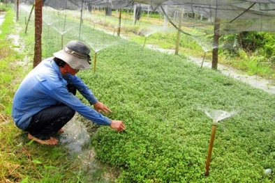 Lợi ích bất ngờ của rau cải xoong đối với 13Win19 ưu đãi hấp dẫn