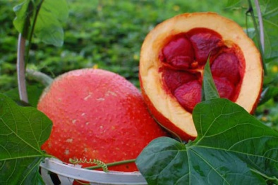 Cách trồng cây gấc đơn giản tiện dụng
