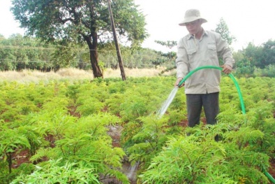 Tìm hiểu cách chăm sóc và thu hoạch cây đinh lăng 