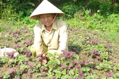Khám phá công dụng của rau dền đối với 13Win19 ưu đãi hấp dẫn
