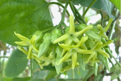 Kỹ thuật trồng cây hoa thiên lý tại nhà