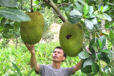 Giảm nguy cơ mắc bệnh ung thư từ trái mít