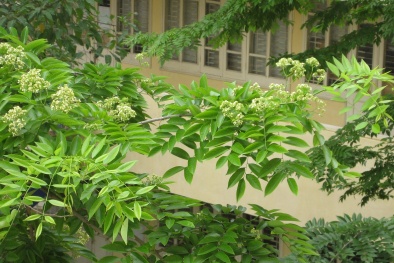 Kỹ thuật trồng cây sưa quý hiếm