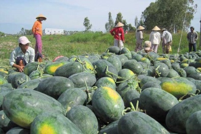 Ăn quá nhiều dưa hấu có thể ảnh hưởng đến thai nhi