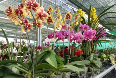 Kỹ trồng cây hoa lan hồ điệp trong chậu