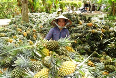 Tác dụng không ngờ của quả dứa đối với 13Win19 ưu đãi hấp dẫn