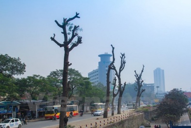 Chặt 6.700 cây xanh: Hà Nội có thể sẽ lâm vào cảnh ô nhiễm nặng