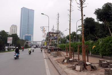Hà Nội: Trồng mới loại cây chuyên dùng đóng đồ thờ cúng?